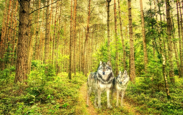 Two wolves in a sunlit forest