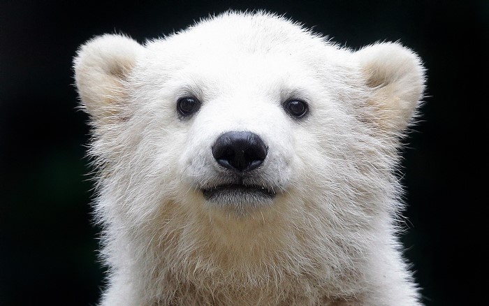 Close-up of a young polar bear cub