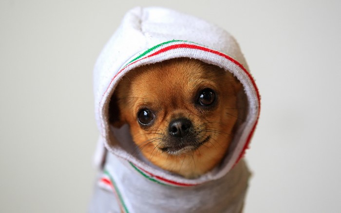 Chihuahua dog wearing a hoodie
