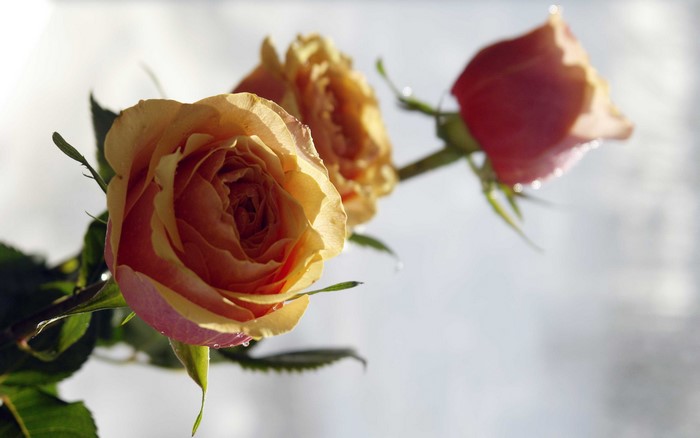 Three roses with water droplets