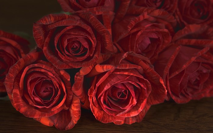 Red Roses with Striped Petals