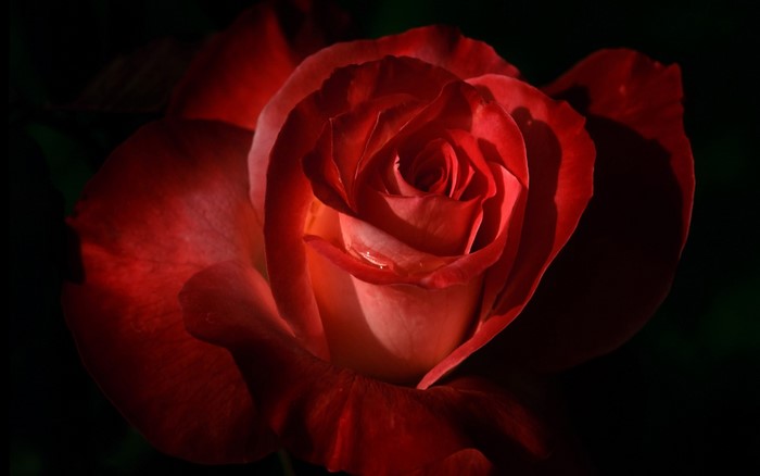 Close-up of a red rose with water droplets