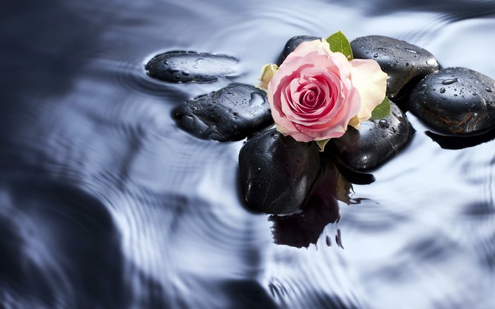 Pink rose on wet black stones in water