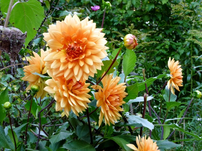 Orange Dahlias in a Garden