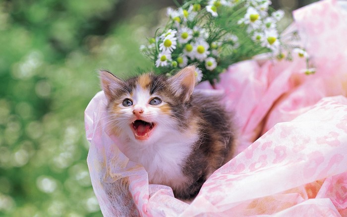 A calico kitten in pink fabric with daisies