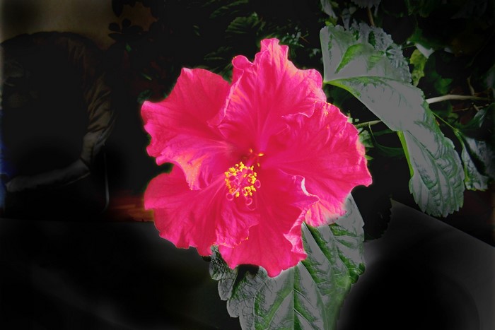 Pink Hibiscus flower with green leaves