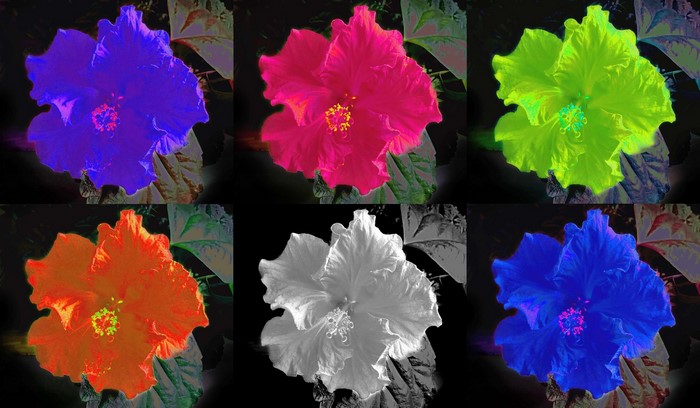 Six colorful hibiscus flowers