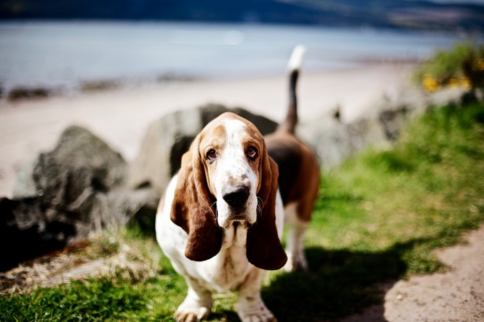 Basset Hound dog on a beach