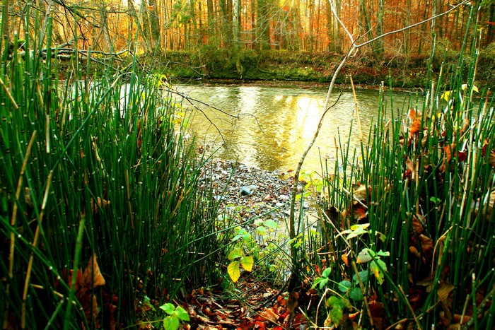 River flowing through a forest in autumn