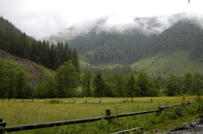 Misty Mountains and Forest with Meadow