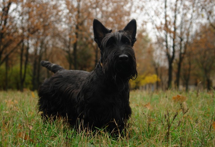 Black Scottish Terrier in a grassy field