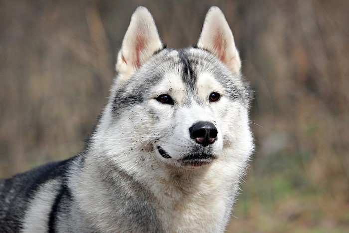 Close-up of a Siberian Husky dog