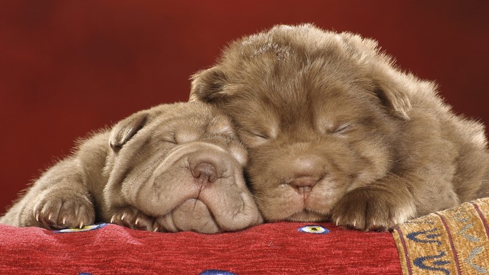 Two Shar Pei puppies sleeping together
