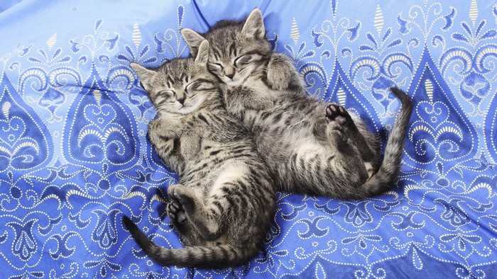 Two Tabby Kittens Sleeping on Blue Blanket