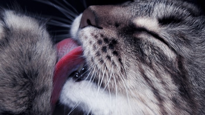 Close-up of a cat grooming its paw