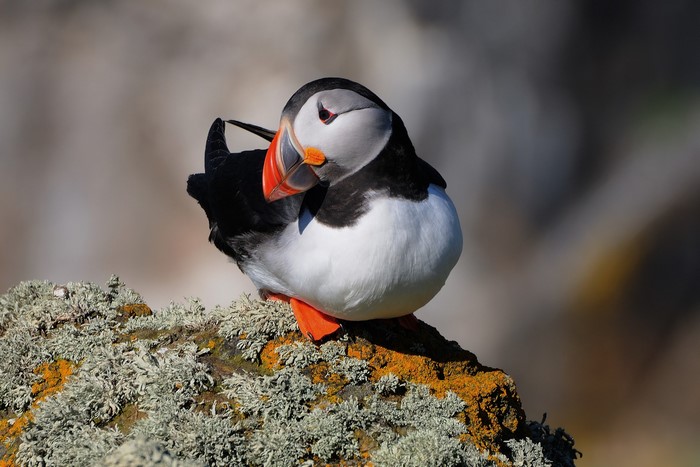 Puffin perched on a mossy rock