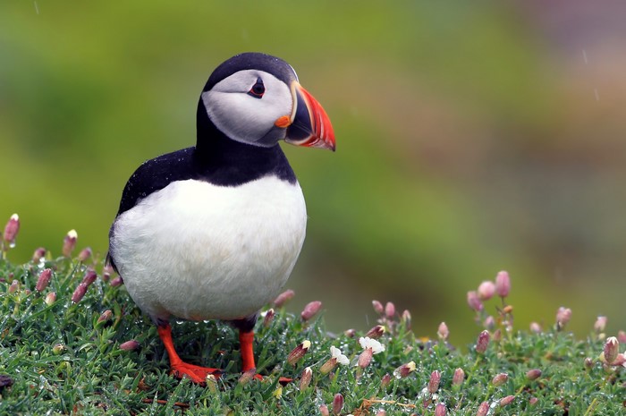 Atlantic Puffin bird on grassy cliff