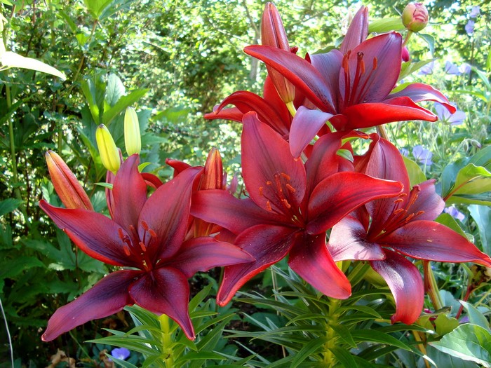 Deep Red Lilies in a Garden