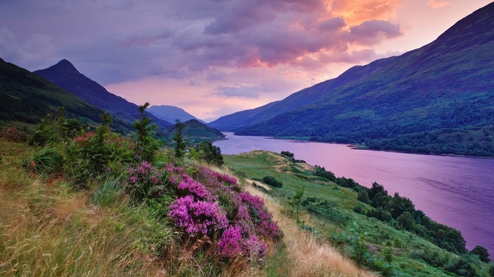 Purple heather and mountains by a lake at sunset