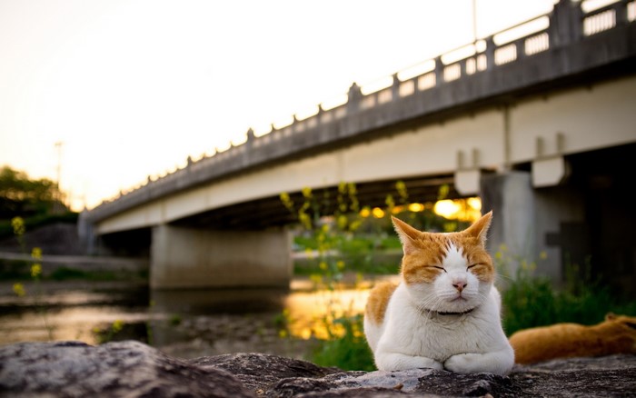 Orange and white cat resting by a bridge