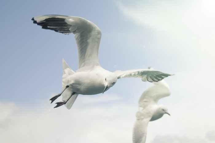 Two seagulls flying in the sky