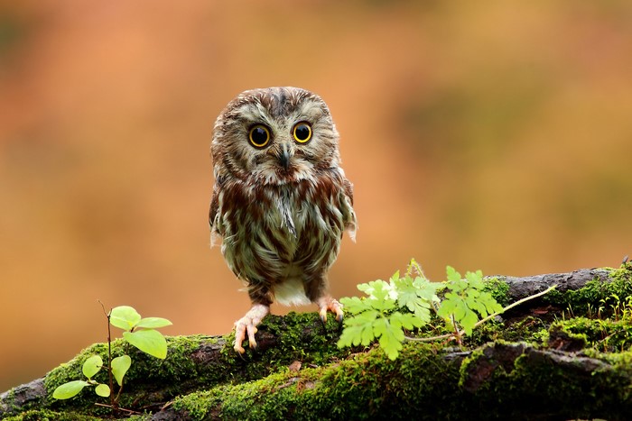 Small owl perched on a mossy branch