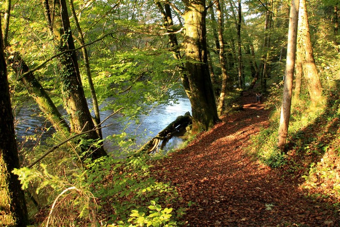 A person walks on a path next to a river in a forest