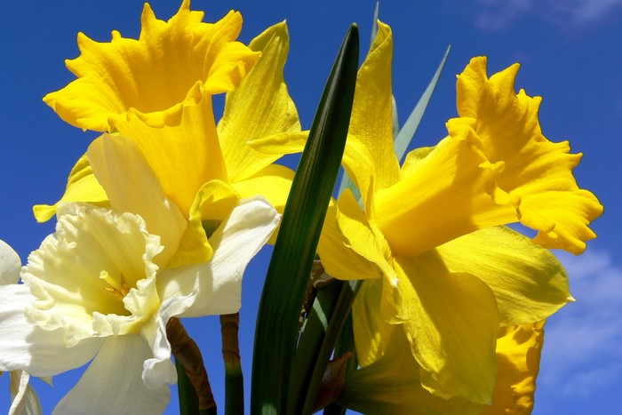 Yellow and white daffodils against a blue sky