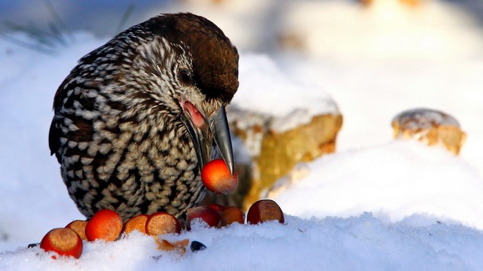 Nutcracker bird eating nuts in the snow