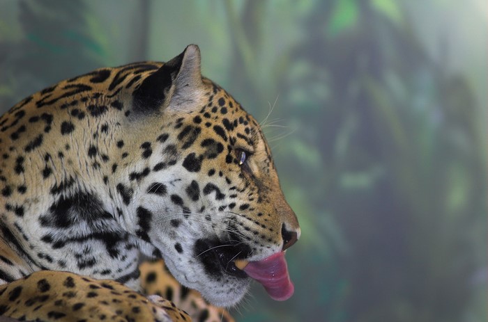 Jaguar licking its lips in a forest
