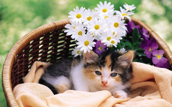 Calico kitten in a basket with daisies and pansies