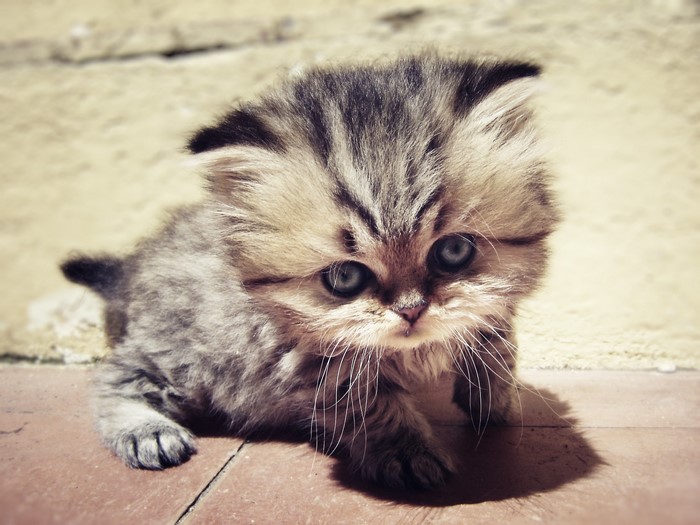 A fluffy kitten with blue eyes lies on the floor