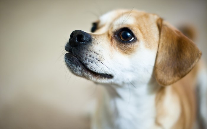 Close-up of a small dog's face