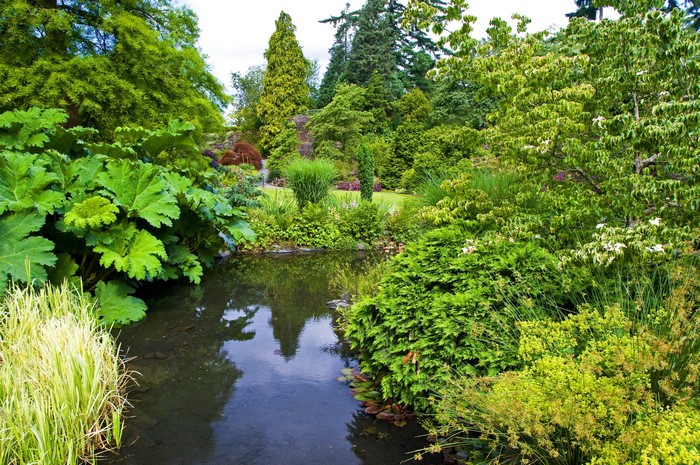 A tranquil garden with a pond and abundant greenery