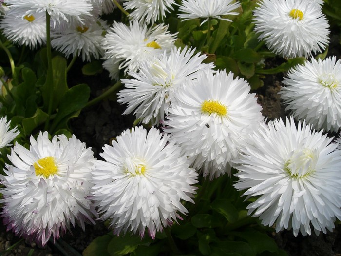 White daisies with yellow centers