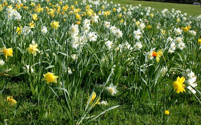 Field of Yellow and White Daffodils