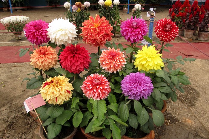 Dahlias in pots at a flower show