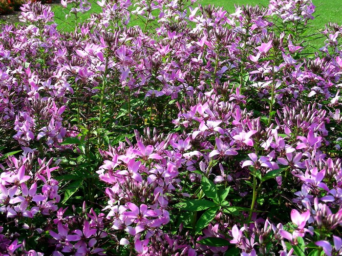 Cleome flowers in a garden