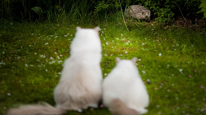 Two cats watch a hedgehog in the grass