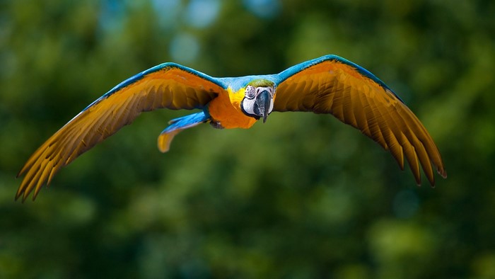 Blue and yellow macaw in flight