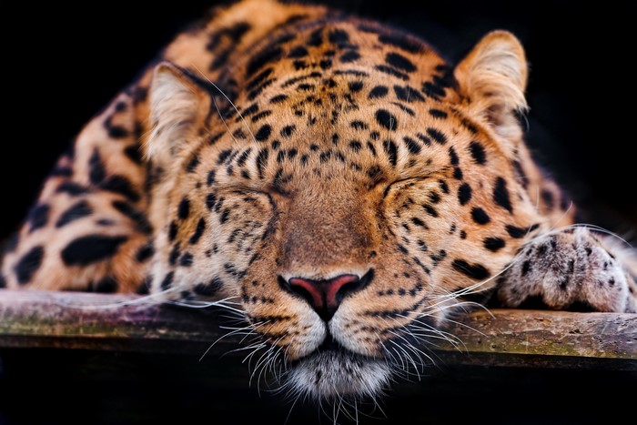Close-up of a sleeping leopard