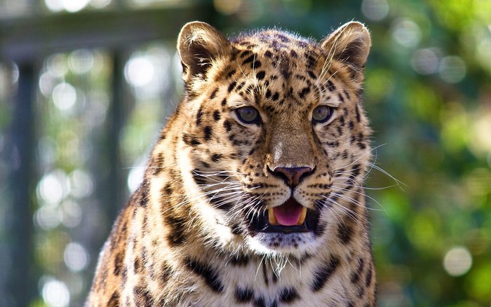 Close-up of a leopard's face