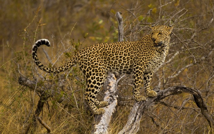 Leopard standing on a tree branch