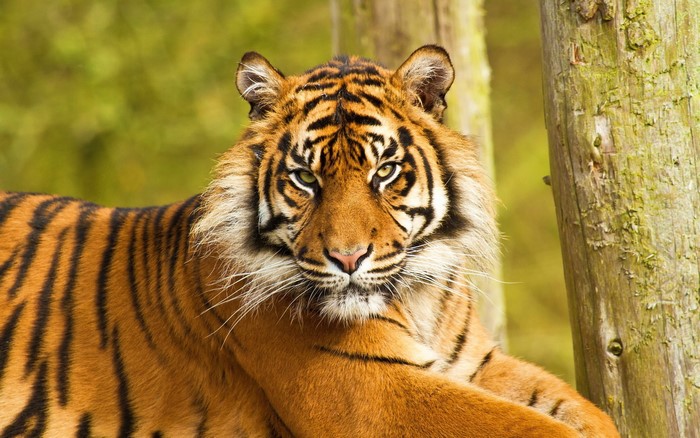 Tiger resting near wooden posts