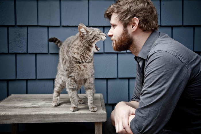 Cat yawning at a man