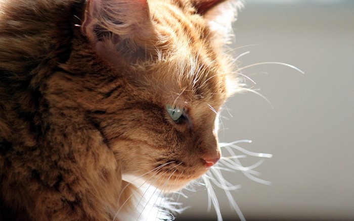 Close-up of an orange tabby cat's face