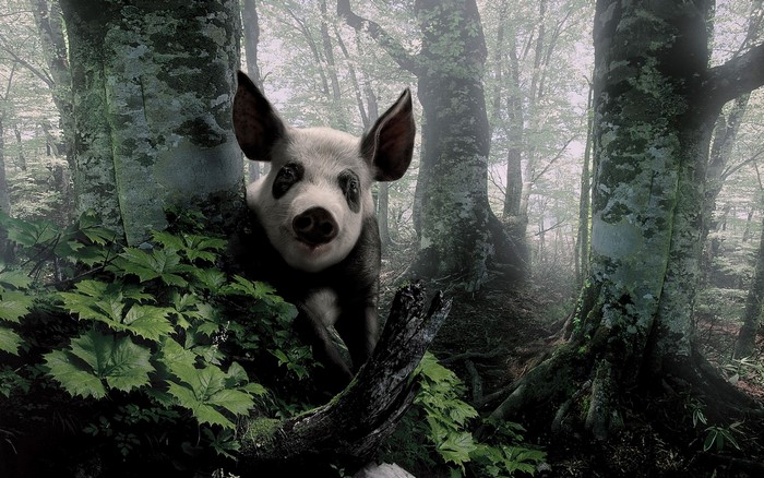 Pig with panda markings in a misty forest