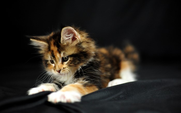 Calico kitten lying on black fabric