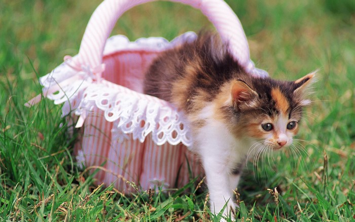 Calico kitten in a pink basket on grass