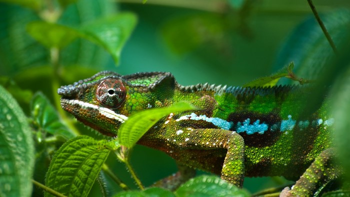 Chameleon perched on a branch surrounded by green leaves